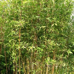 Bambú Semia. makinoi